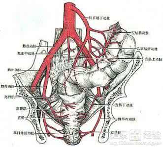 慢性动脉闭塞症 慢性动脉闭塞症 内脏动脉慢性闭塞的病因