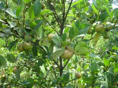 油茶树苗价格 油茶树苗价格 2014年油茶苗价格