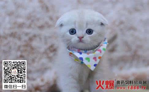 什么叫折耳猫 折耳猫 什么叫折耳猫？