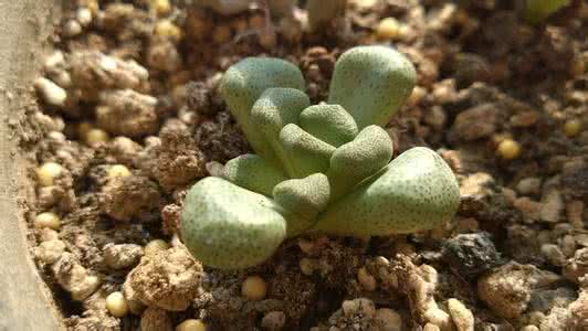多肉植物种子种植方法 多肉植物种子种植方法 多肉植物种植 多肉植物种植方法