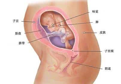 如何观察胎动 如何观察胎动 观察胎动的位置变化,可预测是否怀男!