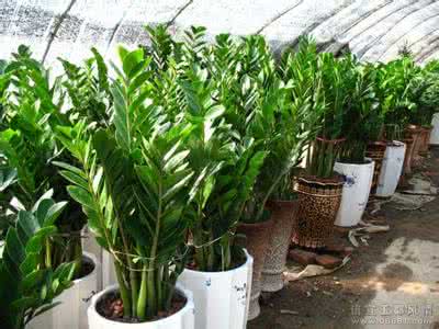 风水吉祥物摆放 25种风水吉祥用品的使用及摆放