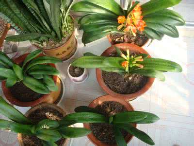 过期啤酒的妙用方法 啤酒在盆花中的妙用