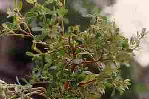 马齿苋治疗痱子 马齿苋外洗治热痱25例