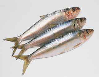 沙丁鱼的营养价值 沙丁鱼营养价值 有效降低胆固醇