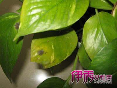 绿萝叶子发黄 还焉了 绿萝叶子发黄 绿萝的叶子发黄了怎么办?