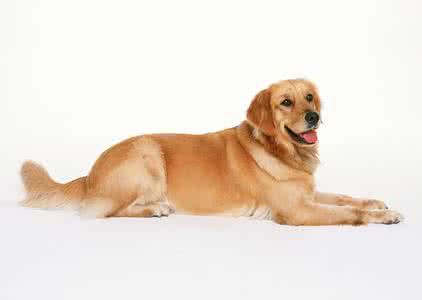 狗狗总是趴在地上 什么原因导致狗狗老是趴在地上