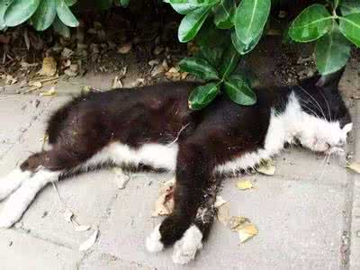 猫用什么药能立马毒死 用什么能毒死猫?