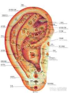 减肥特效穴1-2   耳穴图