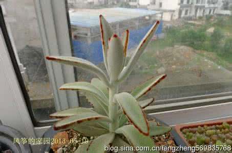 月兔耳的养殖方法 月兔耳Kalanchoe tomentosa的养殖方法