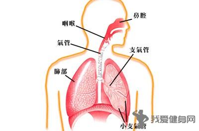 呼吸系统 呼吸系统 呼吸系统-2A