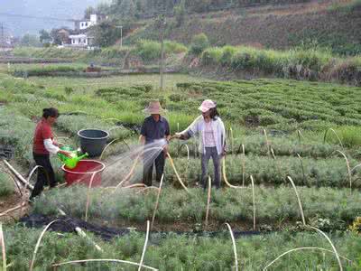 植物施肥过多怎么 【植物施肥的7大误区，怎么施肥才对？】