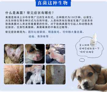 狗狗吃什么预防皮肤病 四招预防宠物狗狗的皮肤病