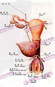 流产没流干净的症状 流产的症状 流产有什么样的临床表现