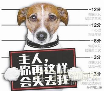 犬饲先生养狗记 犬类知识科普 养狗前你注意这些了吗