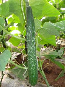 沉潜油的成因及防治 黄瓜烂头成因及防治方法