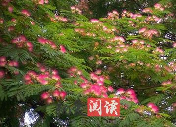 芙蓉树价格 芙蓉树价格 2014年芙蓉树价格