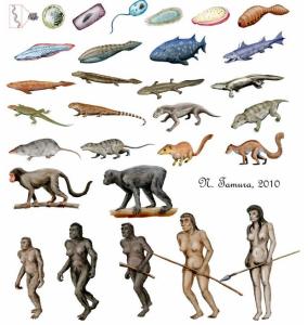 决定生物进化的方向 什么决定生物的进化?