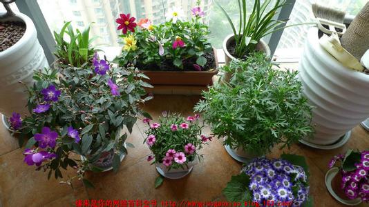 养花怎么自制液肥水 家庭养花如何自己制作花肥