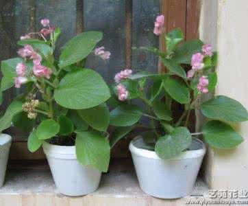 花卉绿植养护检查表 实用 | 常见花卉绿植养护方法，每种3句话！