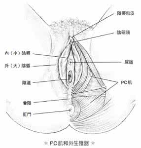 卷腹运动高潮 高潮与运动有什么关系?