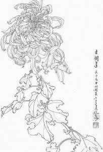 中国白描画作品欣赏 邹传安菊花白描写生作品欣赏