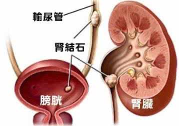 玄参的副作用 副作用和不良反应 玄参是什么?服用玄参的副作用及不良反应有哪些