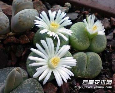 生石花汁液有毒吗 生石花有毒吗