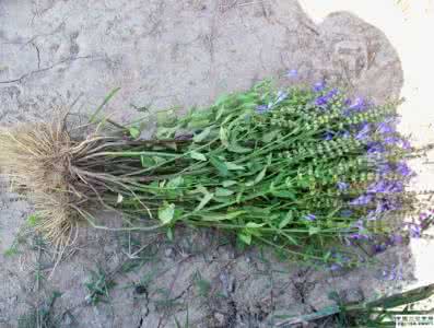 白花蛇舌草治癌症秘方 图文:半枝莲白花蛇舌草治癌症秘方(转)