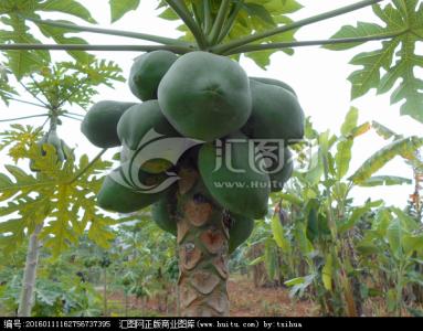 番木瓜 转基因 不成熟的果实 番木瓜果实成熟过程中差异表达基因的鉴定_图文