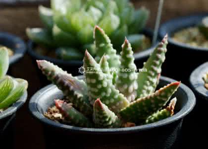 斑马芦荟养殖方法 芦荟的养殖方法 斑马芦荟养殖方法
