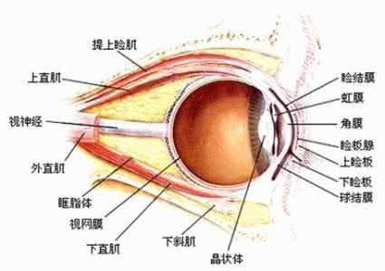 眼肌痉挛怎么治疗 眼肌痉挛 怎么治疗眼肌痉挛