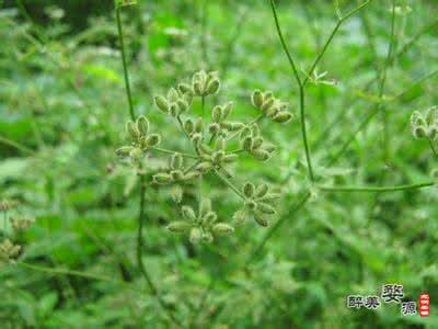 鹤虱的功效与作用 鹤草芽 鹤草芽与鹤虱的异同点