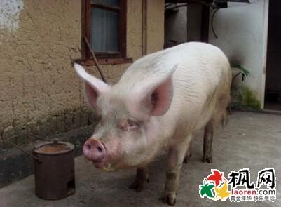 做梦梦见杀猪 做梦梦见杀猪啥意思 【做梦梦见杀猪】做梦梦见杀猪好不好