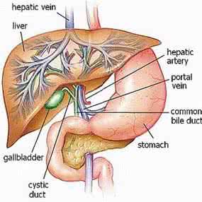 卵磷脂 胆结石 胆结石的主要病因——缺卵磷脂