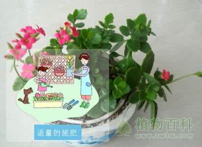 长寿花的养殖方法技巧 【园艺】长寿花的养殖技巧