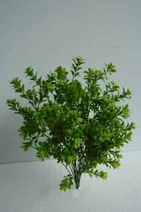 七里香养殖方法 七里香的养殖方法 七里香植物的养殖方法 七里香植物怎么养