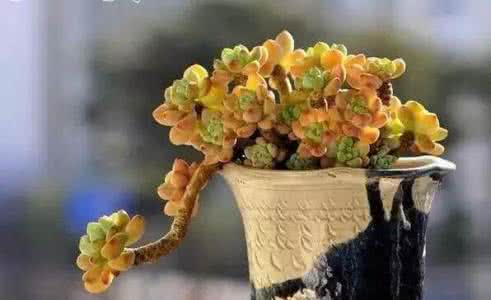 如何防止多肉植物徒长 【多肉植物】如何防止多肉植物徒长