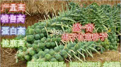 甘蓝的营养价值及功效 苦瓜甘蓝【做法、营养价值、功效】
