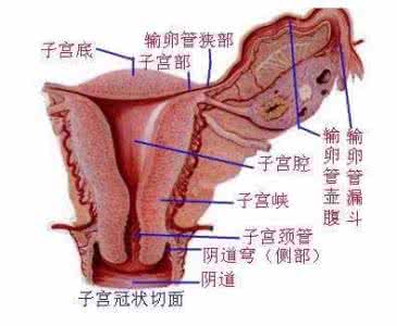 黑帮卧底林婉儿 子宫 “右侧卧”为何能预防子宫病