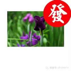 温暖心灵的情感美文 只有真诚，才能相处；只有真心，才能相知 （情感美文）