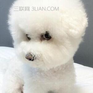 比熊犬掉毛吗 怎么预防比熊犬掉毛