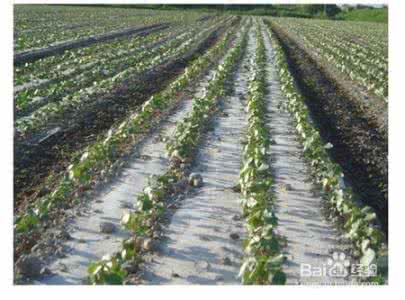 盐碱地种植 盐碱地栽培