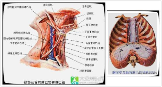人体两大免疫系统是 人体“九大”系统之六——免疫系统（淋巴结）