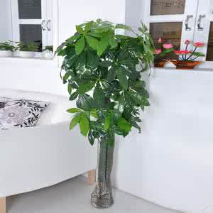 发财树能放在卧室里吗 发财树能放在卧室吗？