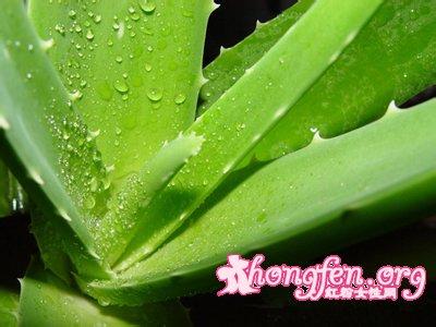 芦荟有什么作用和功效 芦荟的功效与作用详解