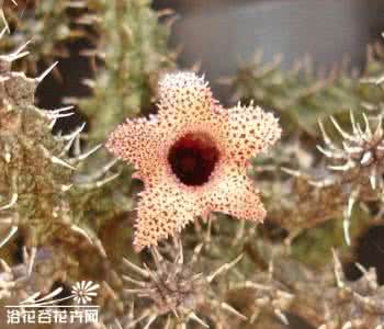 海葵萝藦 海葵萝藦-基本养护篇（Stapelianthus decaryi）