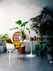 合适养在家的绿植 家居绿植 冬季家居合适养什么样的绿植有这些