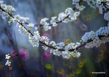 谷雨节气 谷雨节气 清明·谷雨――节气雅乐