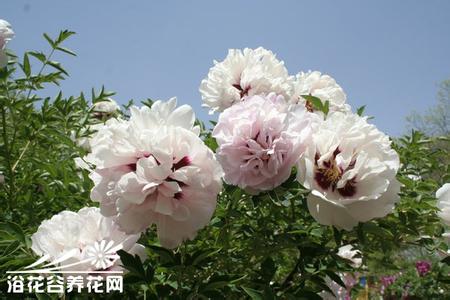 紫斑牡丹苗 紫斑牡丹的种植要点